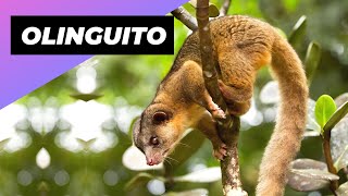 Olinguito 🐻 One Of The Cutest And Exotic Animal In The World #shorts