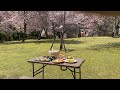 【桜満開！】奈良公園でピクニック2022