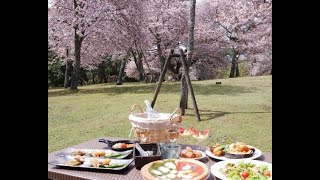 【桜満開！】奈良公園でピクニック2022