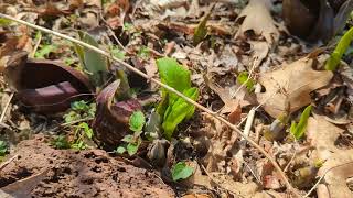 Signs of Spring at the Preserve