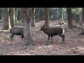 奈良公園春日野園地でオス鹿君の激突‼️ゆる〜い練習試合か？🤣