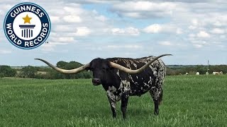 Largest horn spread on a steer - Guinness World Records