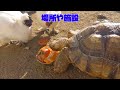 移動動物園について