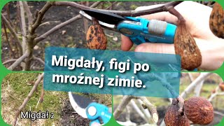 Figi, migdały z pestki po mrozach, cięcie. Czy zaczną rosnąc po zimie ? Dajcie znać jak u was. 1319.