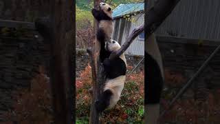 最难收的挖煤熊猫幼崽😂😂风雨无阻挂树一整天还叫不下来  | Baby panda climbing tree|아기아기 팬더가 나무에 오르다 #幼崽爬树  #挖煤熊猫 #babypanda