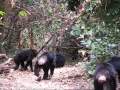 chimpanzee trekking