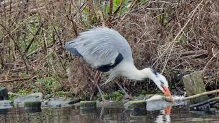 Heron struggling to swallow a pike