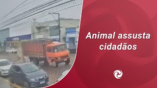 Boi cai de caminhão e ameaça invadir loja em Candeias