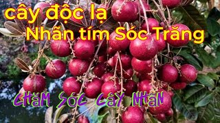 Siêu phẩm cây nhãn tím Sóc Trăng, Cách trồng và chăm sóc cây nhãn trồng chậu sai trĩu quả.