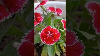 50% लोगों को नहीं पता होगा dianthus plant kaise lagaye || dianthus flower growing tips