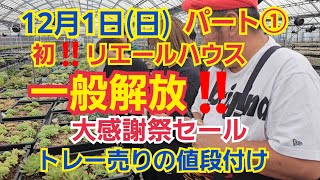 【多肉植物】【初一般解放】12月1日(日)‼️リエールハウス初‼️一般解放～🎵大感謝祭🎵トレー売りの値段付け(笑)パート①‼️2024年11月18日