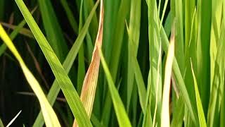 #BLB bacterial leaf blight in paddy