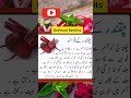 beetroot chukandar ka fayde beetroot juice health benifits cooking with shahida