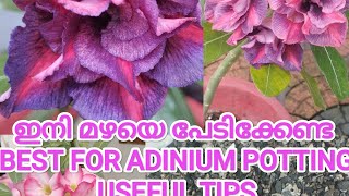 #മഴ വരുമ്പോൾ ADINIUM മാറ്റിവക്കേണ്ട  #NEW ITEM FOR POTTING #USEFUL TIPS