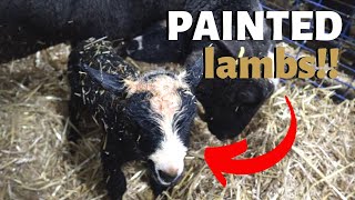 CHECK OUT THESE PAINTED LAMBS!!!  Vlog 205