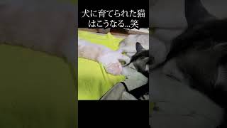 ハスキー犬に育てられた猫がかわいすぎる...#猫 #犬