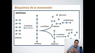 Masterclass sobre Maceración en la Elaboración de Cerveza