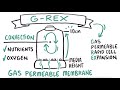 G-Rex - Revolutionizing Cell Therapy Manufacturing