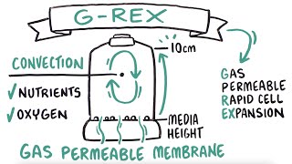 G-Rex - Revolutionizing Cell Therapy Manufacturing