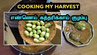 அறுவடை சமையல் | எண்ணெய் கத்தரிக்காய் குழம்பு | Cooking my Harvest | Ennai Katharikai Kulambu