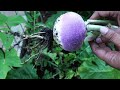 how to grow turnips growing turnip in raised beds u0026 containers