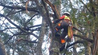 2014 11 29 高山市平湯温泉 遊歩道 枝落とし 特伐