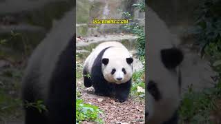 这也太可爱了 啊啊！这是谁家的宝宝迷路了呀？ #大熊猫 #熊猫 #panda #huahua