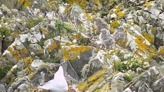 Black headed \u0026 Common Gulls with chicks