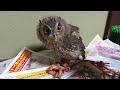 【閲覧注意】フクロウのヒヨコの食べ方　how to eat owl chick