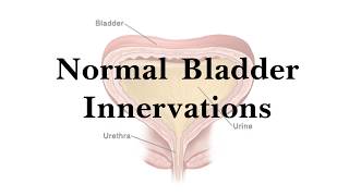 Normal Bladder Innervation | Physiology | Basics