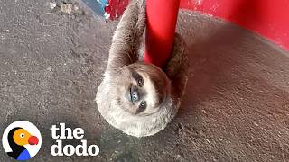 Guy Keeps Saving Sloths Hanging Around All Over Town | The Dodo