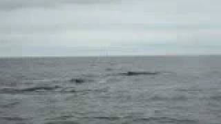 Whale Watching - Stellwagen Bank. Pt.1