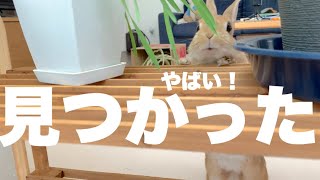 うさぎに内緒にしてたブツが見つかってしまいました　#1045