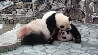 お母さんにもふもふする彩浜が可愛すぎる♥ もふもふ親子パンダ🐼🐼 良浜の撤収！！ #アドベンチャーワールド🐼