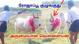 அருமையான வெள்ளையன்||ரோஜாப்பூ குழுங்குது||என் மேலே கயிறு அடுச்சுருவ