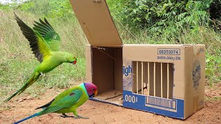 Best Bird Trap - Easy Creative Parrot Trap Make From Cardboard Box