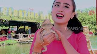 KADAL BERJANGGUT BEARDED DRAGON | SI OTAN (18/09/19) PART 1