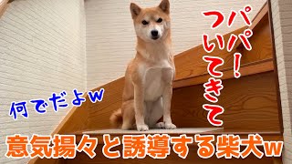 散歩と言うと一生懸命パパを２階のベッドに誘導する柴犬ハナ shiba inu