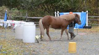 Alys Culhane and Raudi Advanced level 2 star walking Large pony September 2020 2