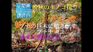 ナメコ・ムキタケ採り