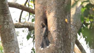 ♪鳥くん野鳥動画（ﾀｲ）キタビルマサイチョウBrownHornbill in Thailand