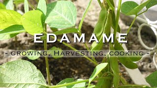 日本枝豆 | 毛豆 | Edamame | Soybean | Growing, Harvesting \u0026 Cooking