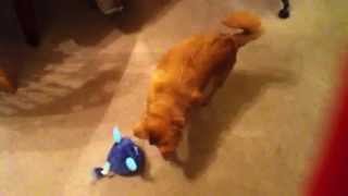 Furby vs Dog