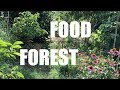 Backyard FOOD FOREST