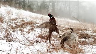 Fierce battle between hawks vs buzzards - natural attack