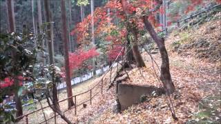 東郷公園紅葉まつり