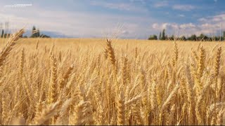 VERIFY: Why is the crisis in Ukraine affecting wheat and corn prices?