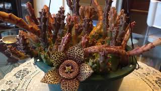 丑丑的多肉脱变之后竟然开这种花 Amazing Succulent Flowers