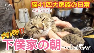 【猫大家族🐈】ドタバタ⁉️下僕家の朝〜vlog風〜【保護猫】【多頭飼い一家の日常】