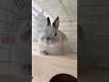 前足をしまったのに後ろ足をしまい忘れたうさぎ うさぎ bunny ネザーランドドワーフ